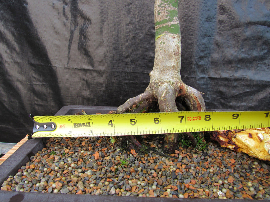 39 Year Old Japanese Butterfly Maple Specimen Bonsai Tree Width