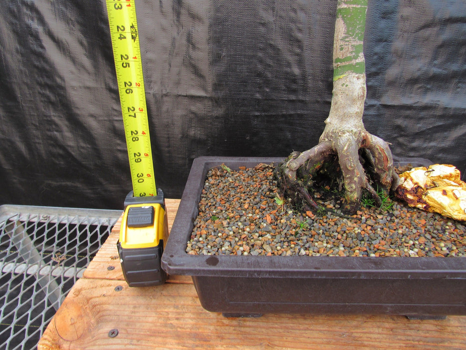 39 Year Old Japanese Butterfly Maple Specimen Bonsai Tree Height