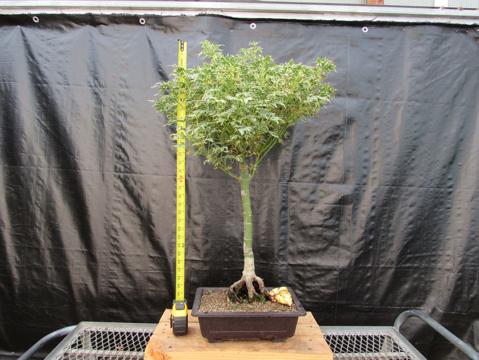 39 Year Old Japanese Butterfly Maple Specimen Bonsai Tree Tall