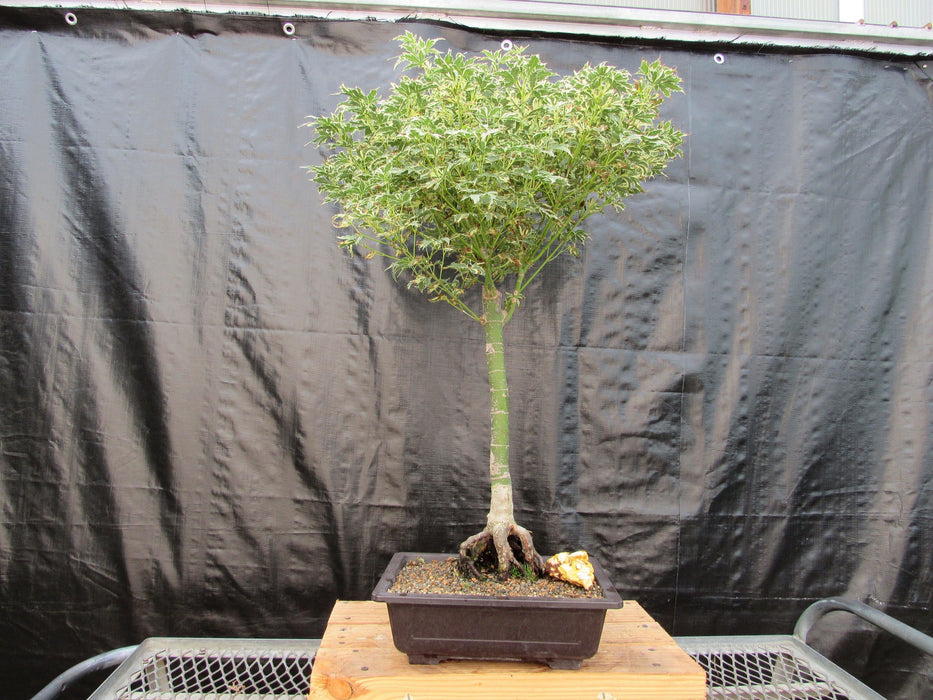 39 Year Old Japanese Butterfly Maple Specimen Bonsai Tree  Profile