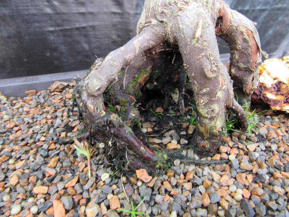 39 Year Old Japanese Butterfly Maple Specimen Bonsai Tree  Rootball