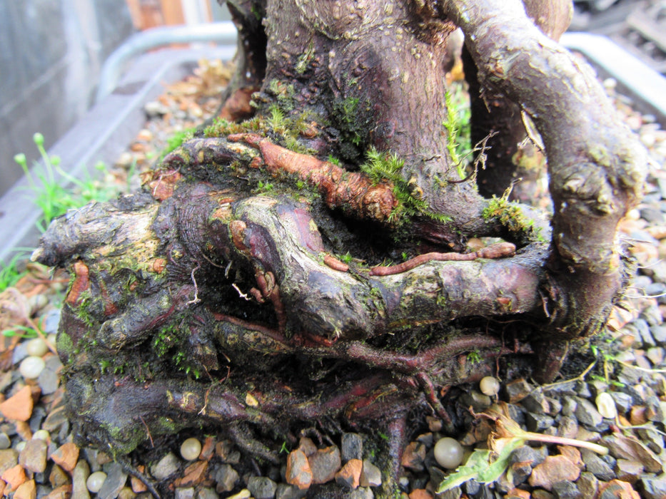 39 Year Old Japanese Butterfly Maple Specimen Bonsai Tree  Trunk Base