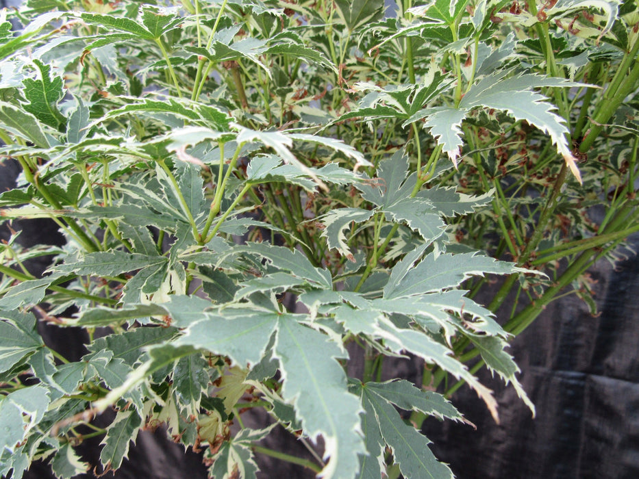 39 Year Old Japanese Butterfly Maple Specimen Bonsai Tree Leaves