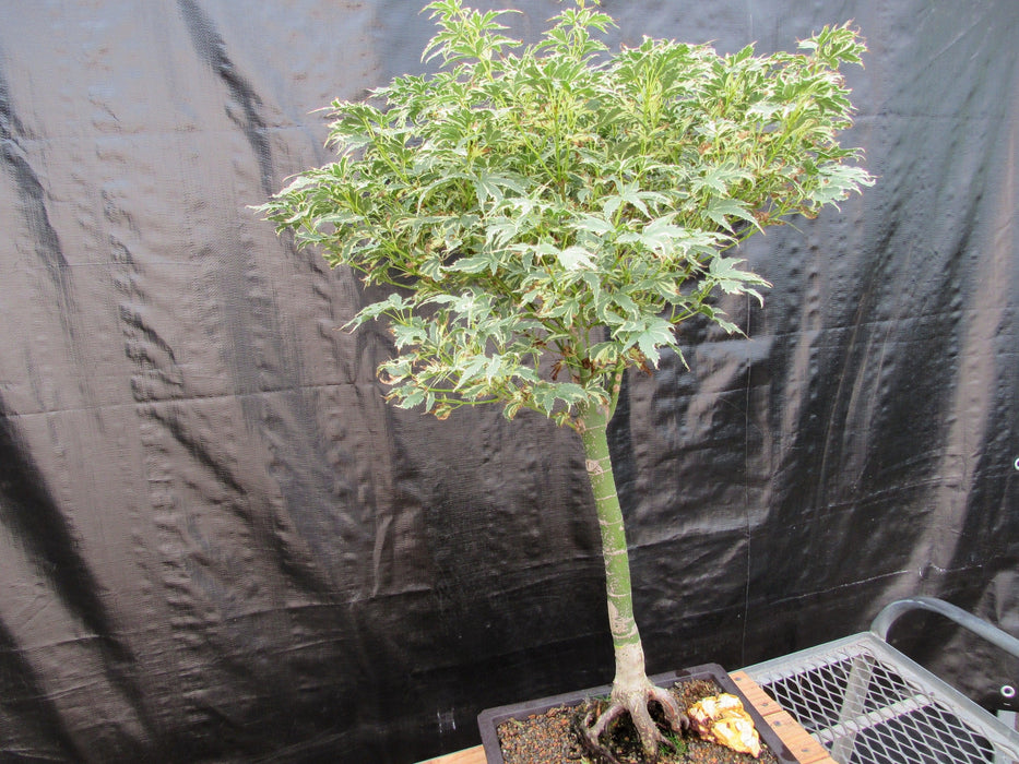 39 Year Old Japanese Butterfly Maple Specimen Bonsai Tree Side