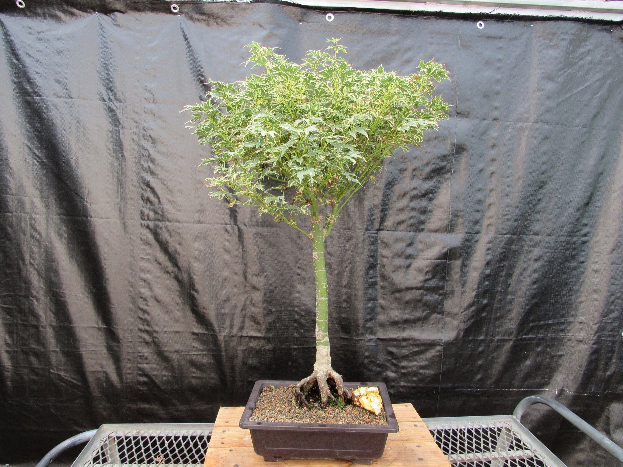 Bonsai Trees For Sale & Bonsai Care Info