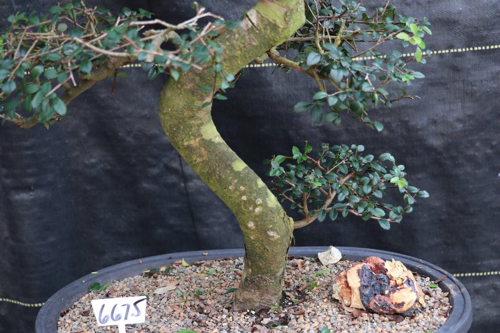 39 Year Old Chinese Elm Specimen Bonsai Tree Bark