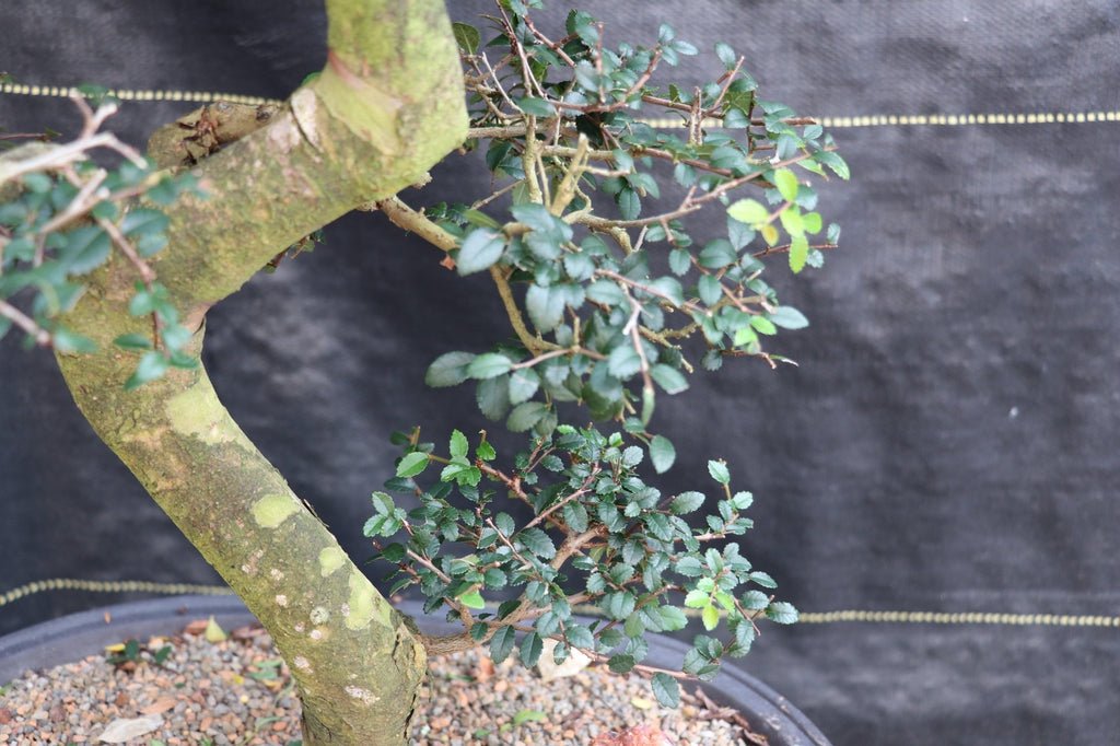 39 Year Old Chinese Elm Specimen Bonsai Tree Shape