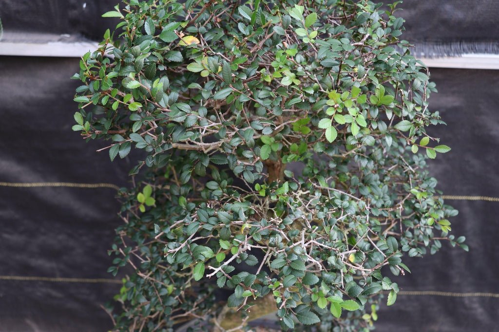 39 Year Old Chinese Elm Specimen Bonsai Tree Canopy