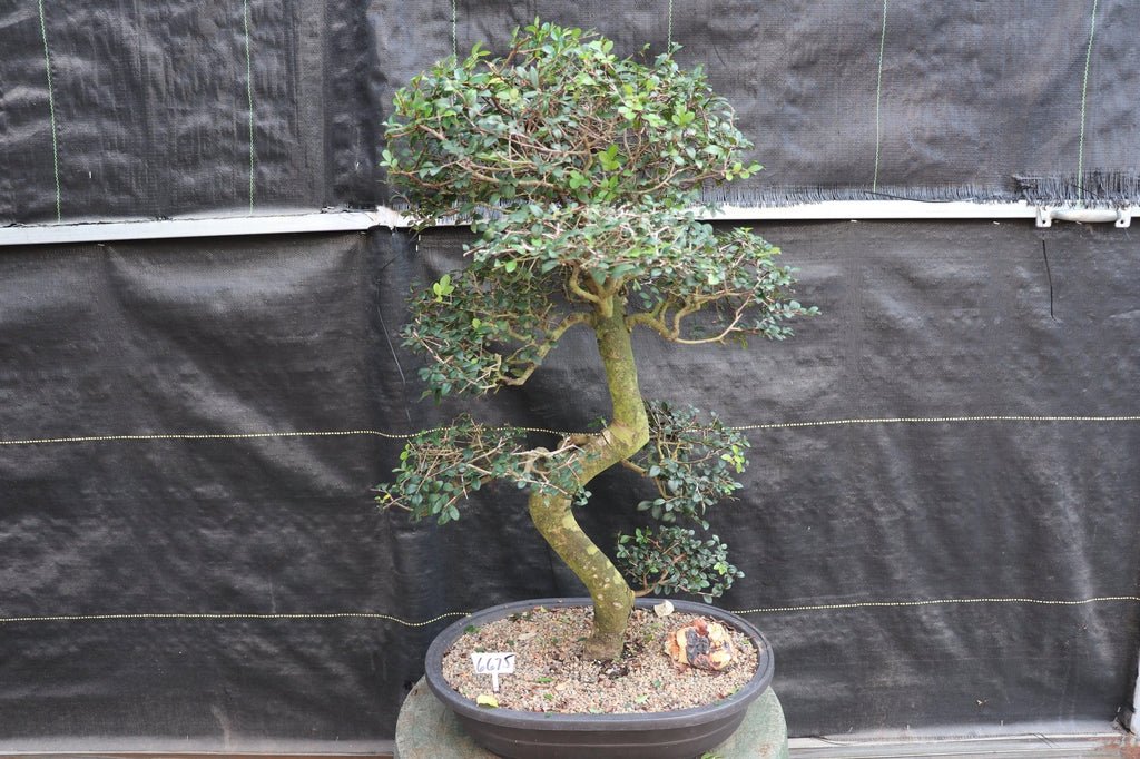 39 Year Old Chinese Elm Specimen Bonsai Tree - Curved Trunk Style