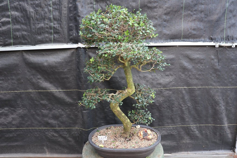elder tree bonsai 40 Year Old Chinese Elm Specimen Bonsai Tree