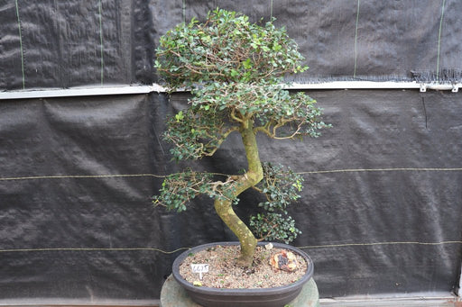 39 Year Old Chinese Elm Specimen Bonsai Tree - Curved Trunk Style