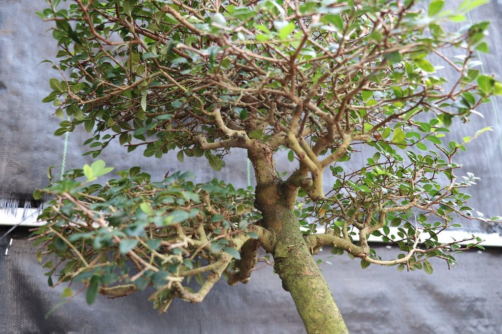 39 Year Old Chinese Elm Specimen Bonsai Tree Branches