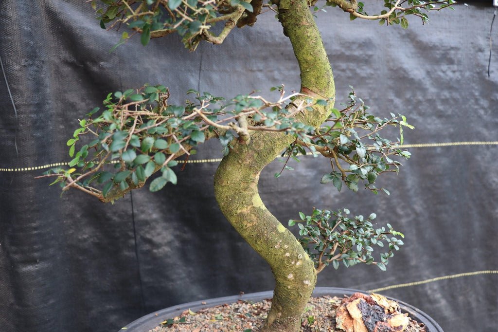 39 Year Old Chinese Elm Specimen Bonsai Tree Curved Trunk