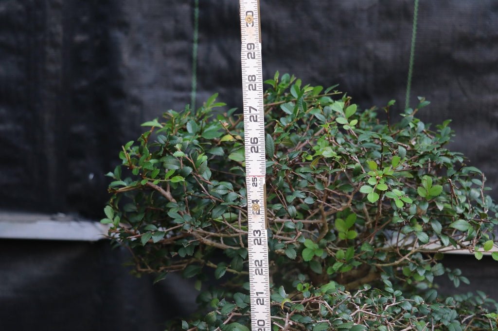 39 Year Old Chinese Elm Specimen Bonsai Tree Height