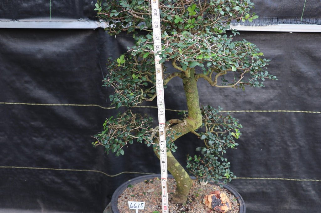39 Year Old Chinese Elm Specimen Bonsai Tree Size