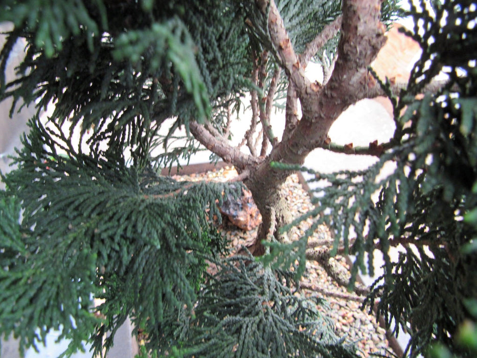 40 Year Old Hinoki Cypress Specimen Bonsai Tree Bark