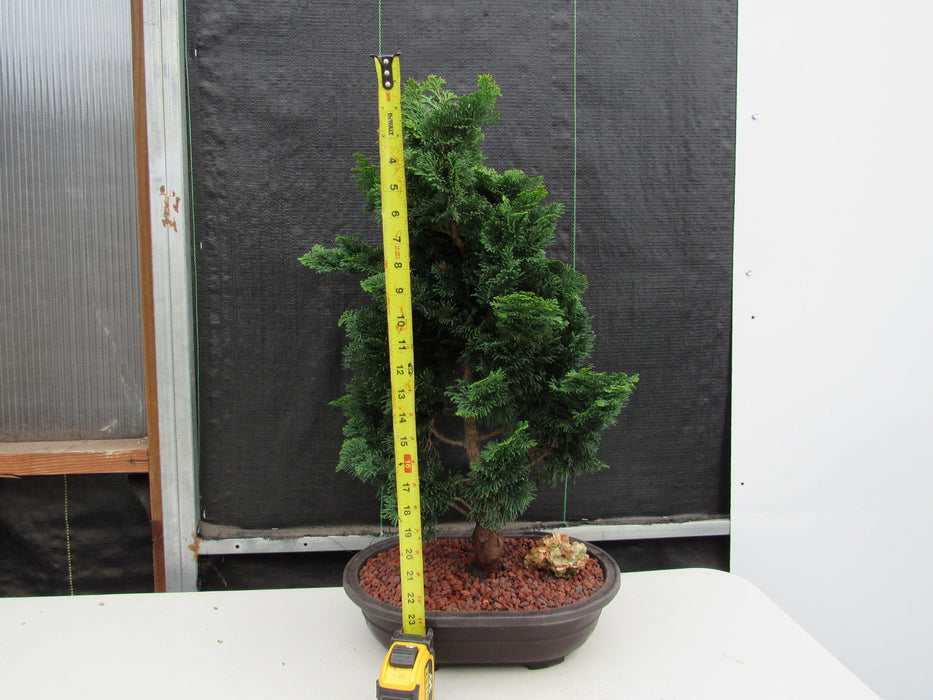40 Year Old Hinoki Cypress Specimen Bonsai Tree Height