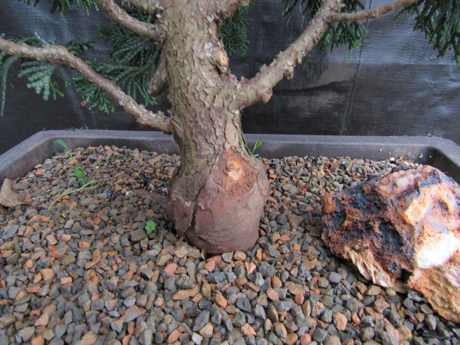 40 Year Old Hinoki Cypress Specimen Bonsai Tree Rootball