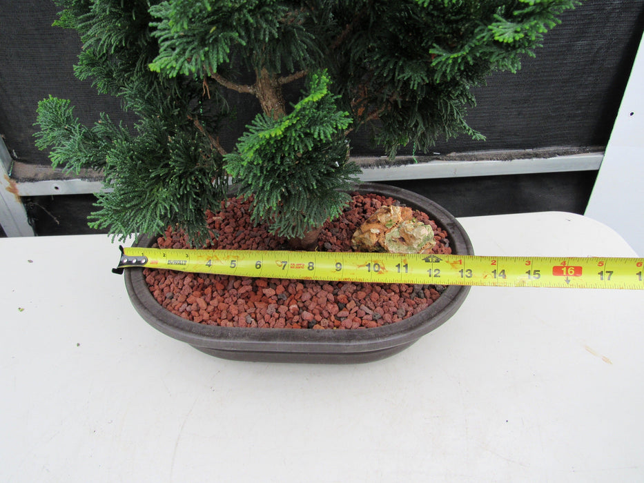 40 Year Old Hinoki Cypress Specimen Bonsai Tree Size