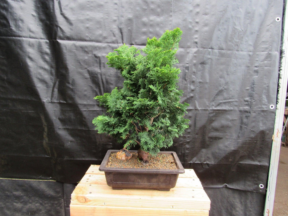 40 Year Old Hinoki Cypress Specimen Bonsai Tree Back