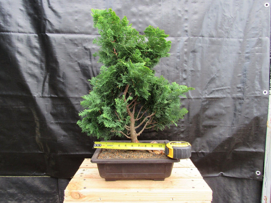 40 Year Old Hinoki Cypress Specimen Bonsai Tree Size