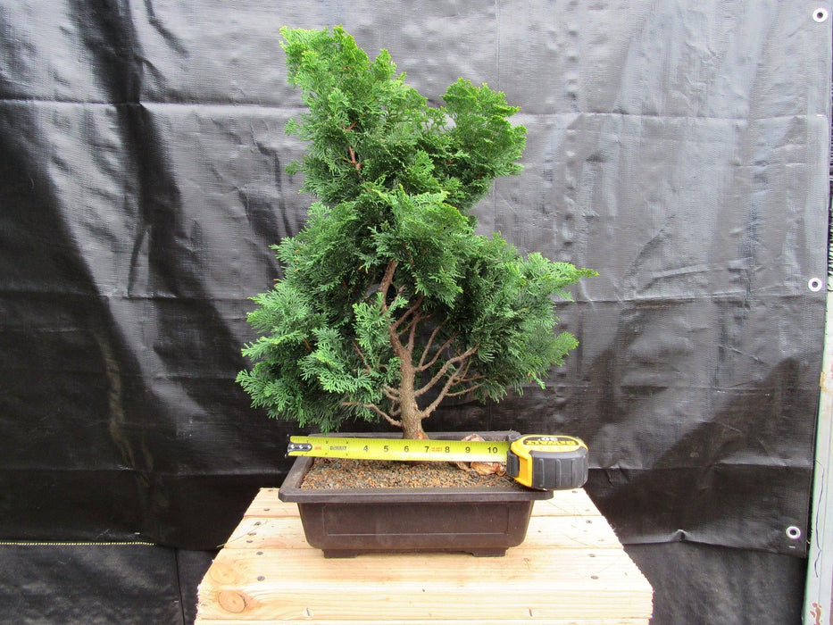 40 Year Old Hinoki Cypress Specimen Bonsai Tree Size