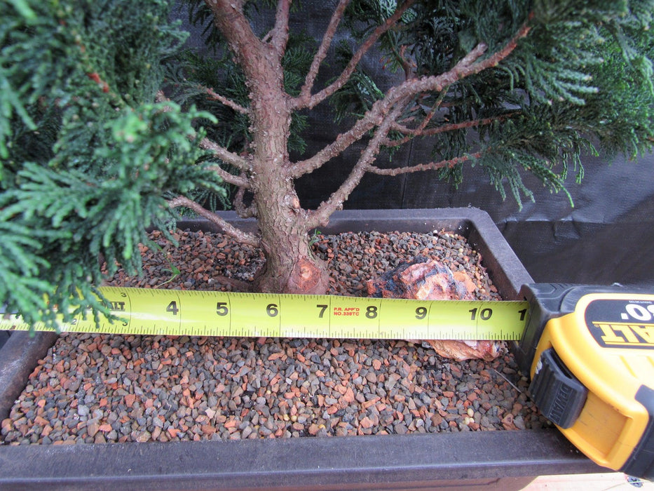 40 Year Old Hinoki Cypress Specimen Bonsai Tree Width
