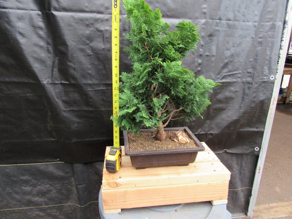 40 Year Old Hinoki Cypress Specimen Bonsai Tree Height
