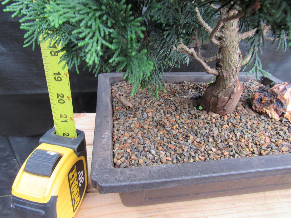 40 Year Old Hinoki Cypress Specimen Bonsai Tree Tall