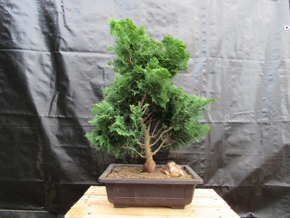 40 Year Old Hinoki Cypress Specimen Bonsai Tree Profile