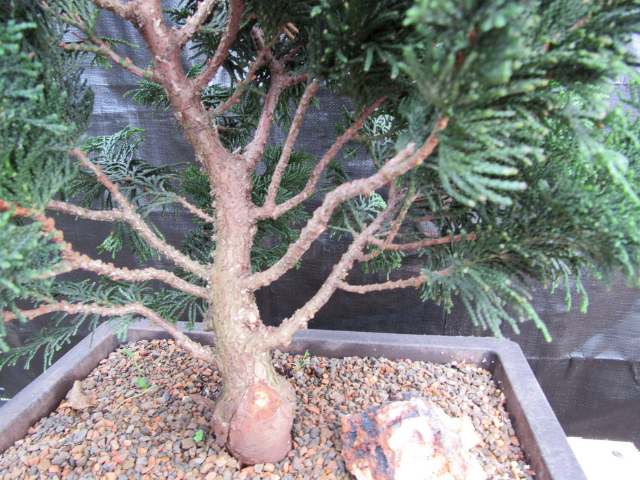 40 Year Old Hinoki Cypress Specimen Bonsai Tree Trunk