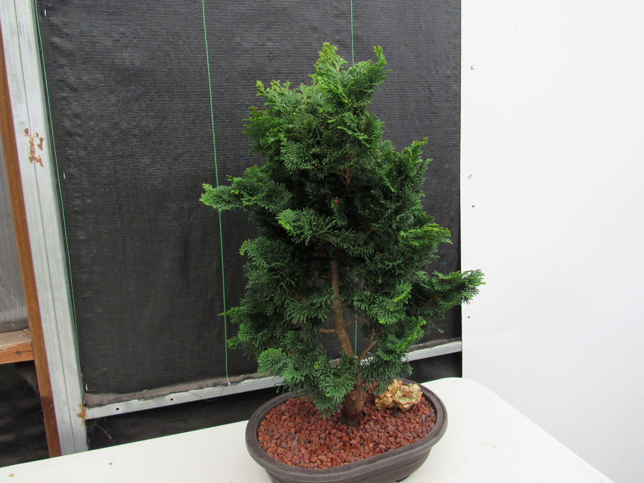 40 Year Old Hinoki Cypress Specimen Bonsai Tree Soft Side