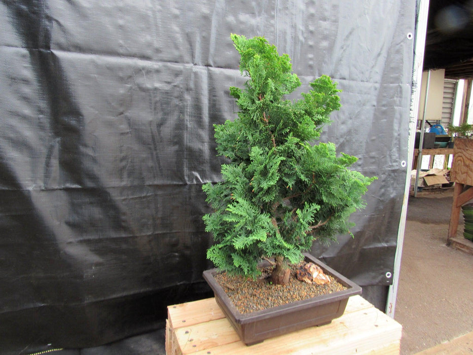 40 Year Old Hinoki Cypress Specimen Bonsai Tree Side