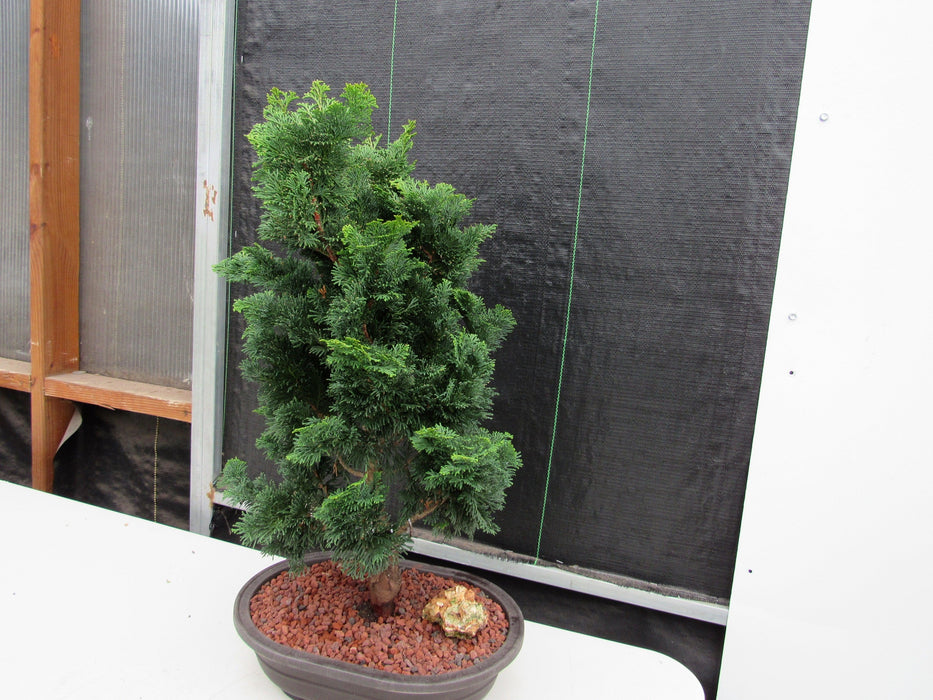 40 Year Old Hinoki Cypress Specimen Bonsai Tree Strong Side