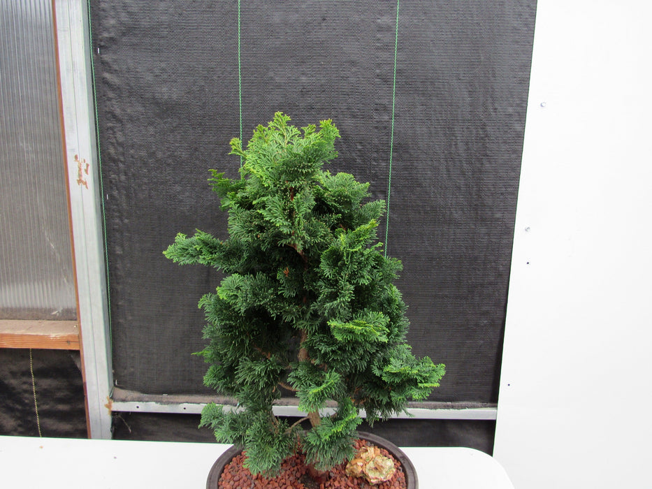 40 Year Old Hinoki Cypress Specimen Bonsai Tree Canopy