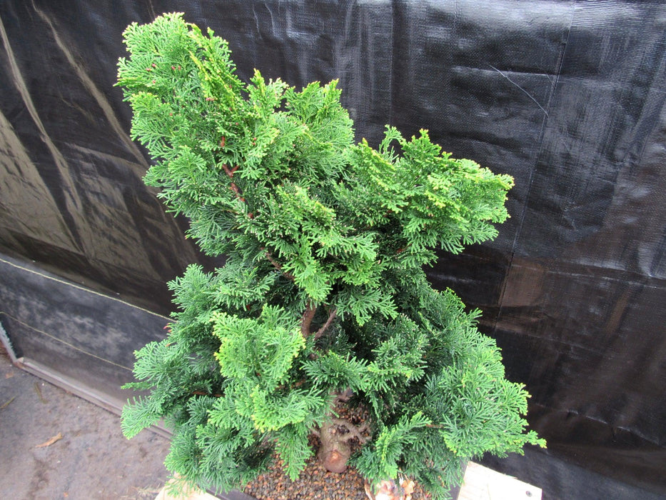 40 Year Old Hinoki Cypress Specimen Bonsai Tree Canopy