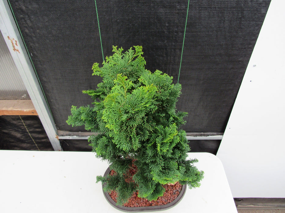 40 Year Old Hinoki Cypress Specimen Bonsai Tree Top