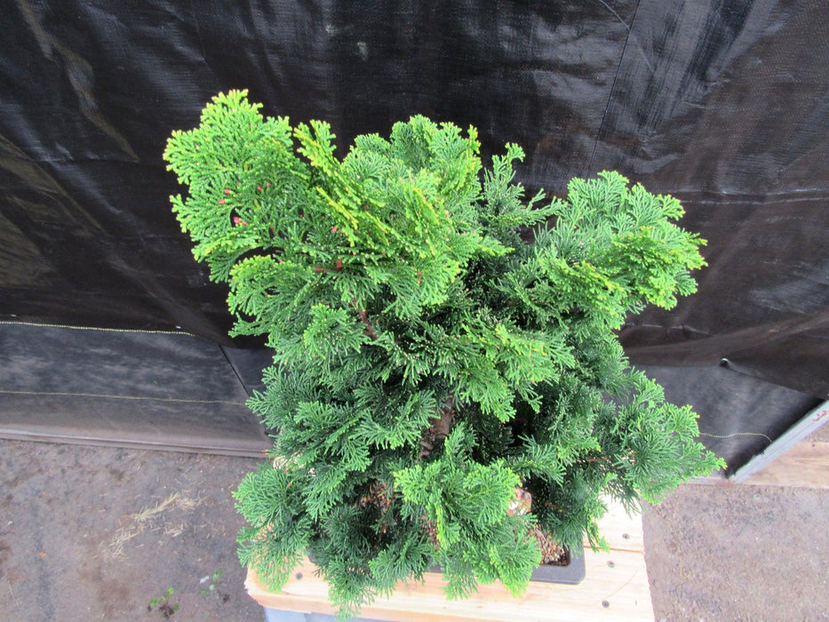 40 Year Old Hinoki Cypress Specimen Bonsai Tree Top