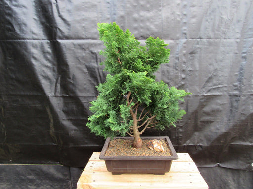 40 Year Old Hinoki Cypress Specimen Bonsai Tree
