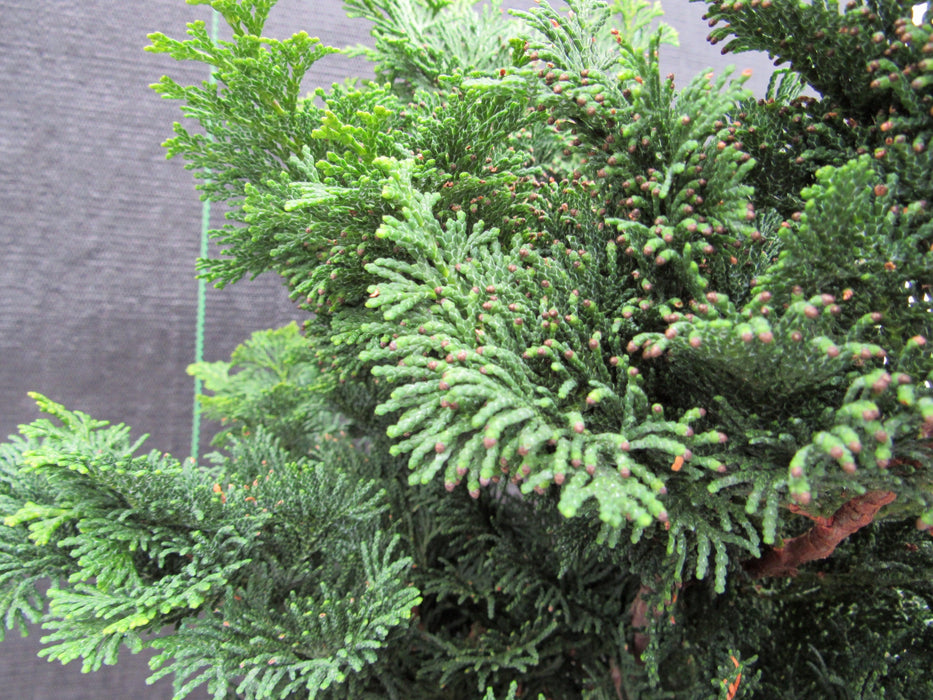 40 Year Old Hinoki Cypress Specimen Bonsai Tree Foliage