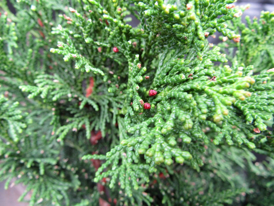 40 Year Old Hinoki Cypress Specimen Bonsai Tree New Growth