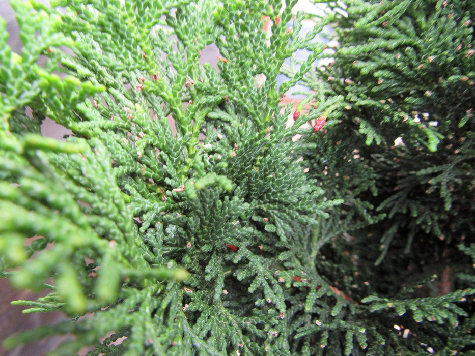 40 Year Old Hinoki Cypress Specimen Bonsai Tree Foliage