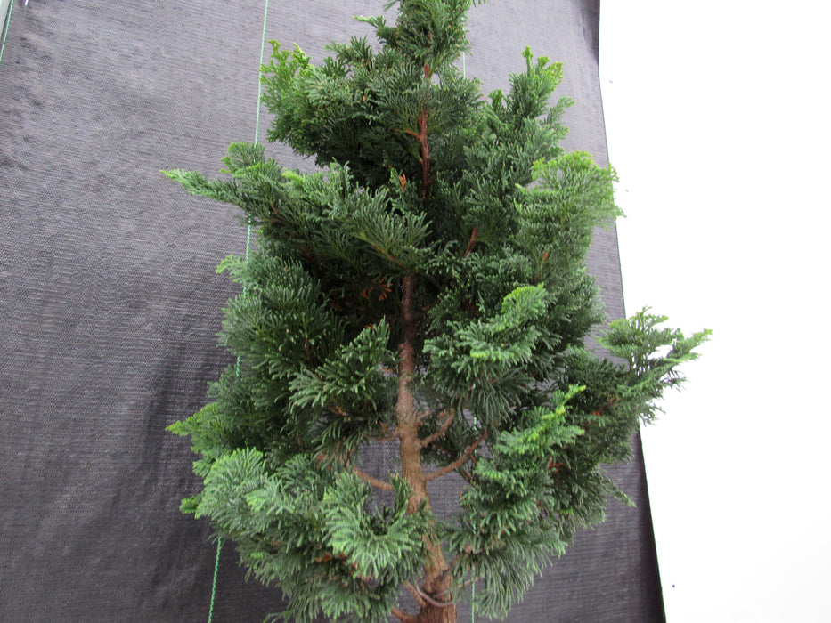 40 Year Old Hinoki Cypress Specimen Bonsai Tree Upward