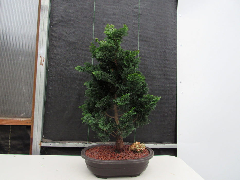 40 Year Old Hinoki Cypress Specimen Bonsai Tree