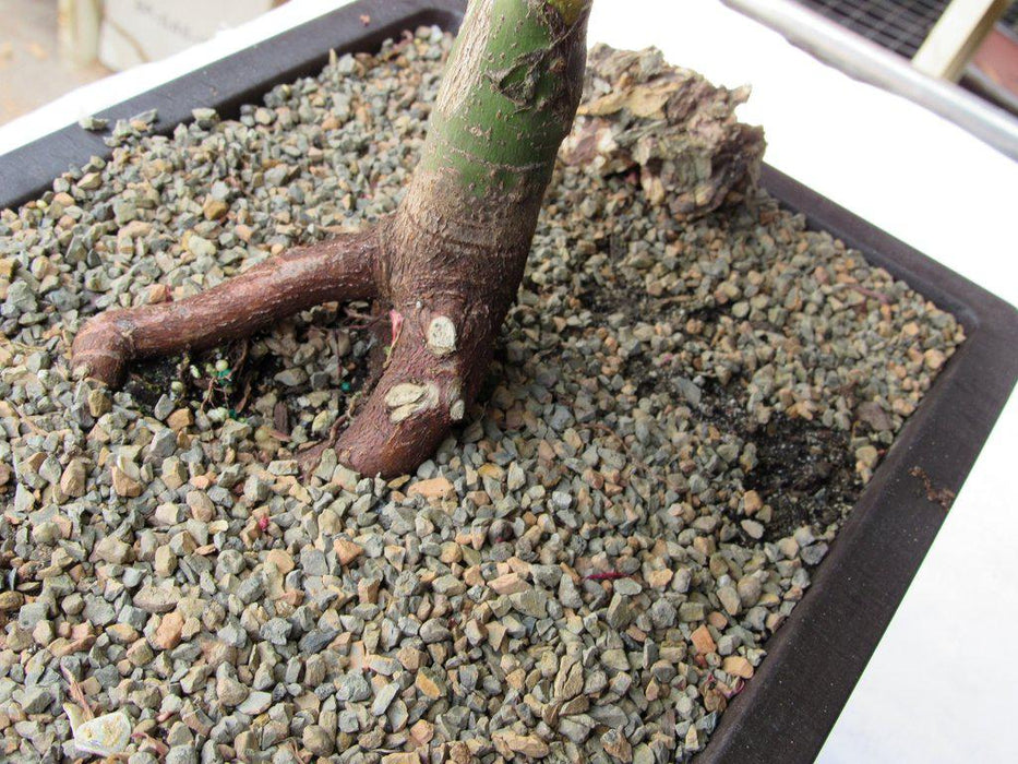 40 Year Old Rhode Island Red Japanese Maple Bonsai Tree Back Roots