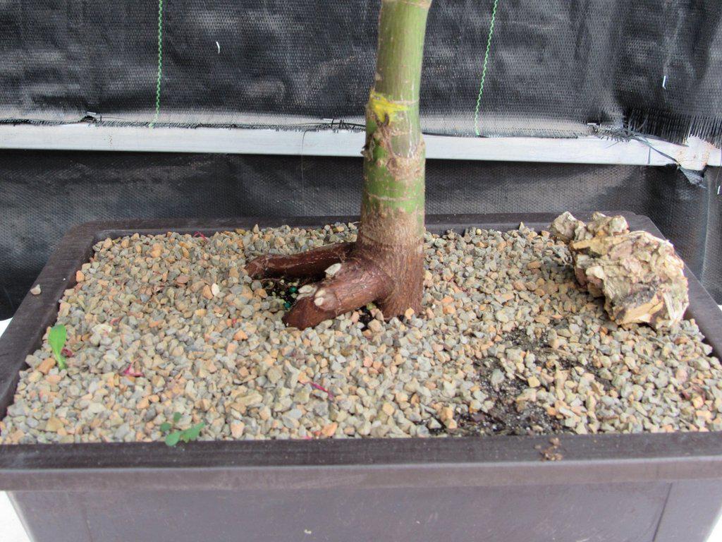40 Year Old Rhode Island Red Japanese Maple Bonsai Tree Trunk Profile