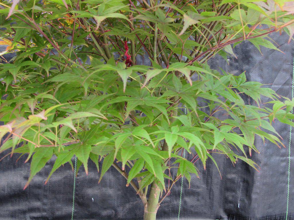 40 Year Old Rhode Island Red Japanese Maple Bonsai Tree Up