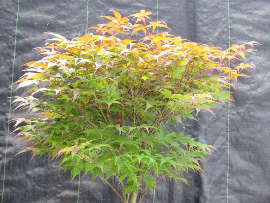 40 Year Old Rhode Island Red Japanese Maple Bonsai Tree Branch View