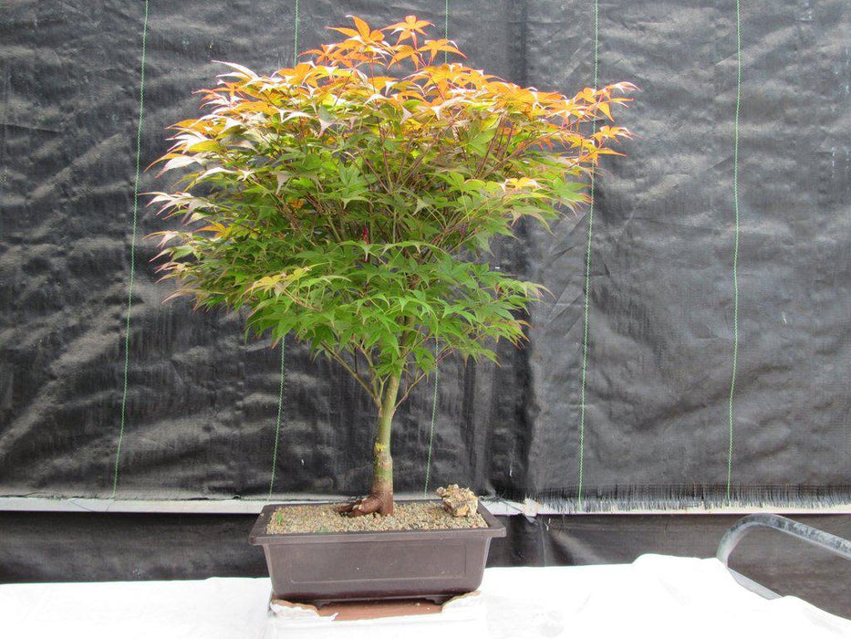 40 Year Old Rhode Island Red Japanese Maple Bonsai Tree Profile