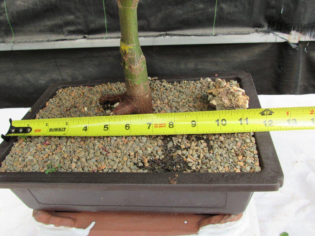 40 Year Old Rhode Island Red Japanese Maple Bonsai Tree Width